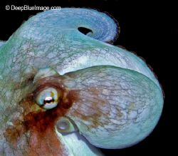 octopus portrait, night dive, bonaire by T. Singer 